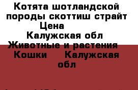 Котята шотландской породы скоттиш-страйт › Цена ­ 2 000 - Калужская обл. Животные и растения » Кошки   . Калужская обл.